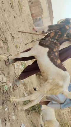 goats for sale+chatra+gabban bakri