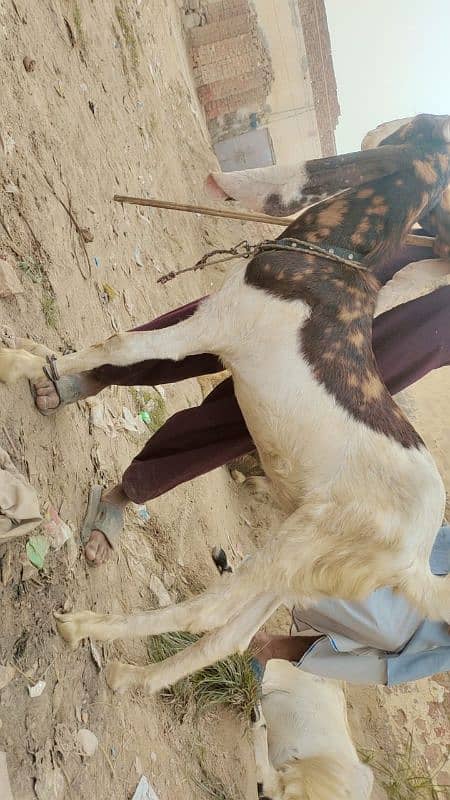 goats for sale+chatra+gabban bakri 0