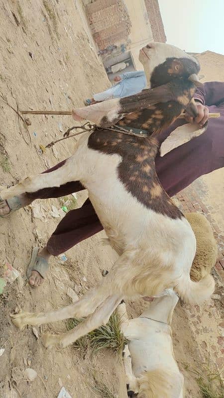 goats for sale+chatra+gabban bakri 1