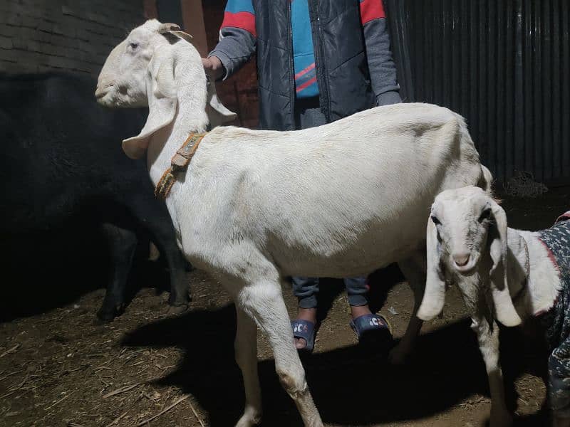 goats for sale+chatra+gabban bakri 2