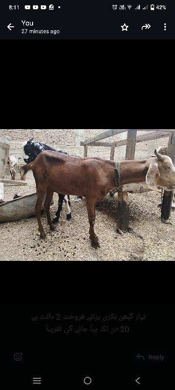 goats for sale+chatra+gabban bakri 3