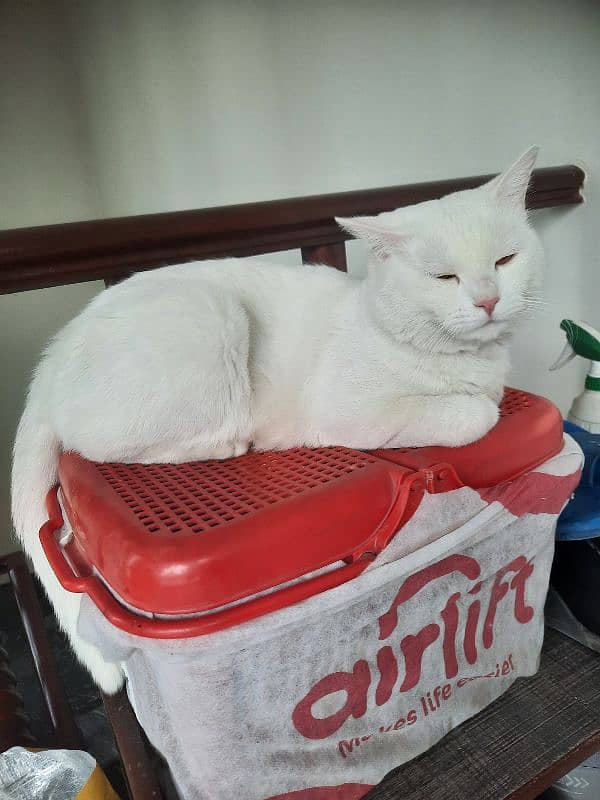 Beautiful white male cat for sale 1