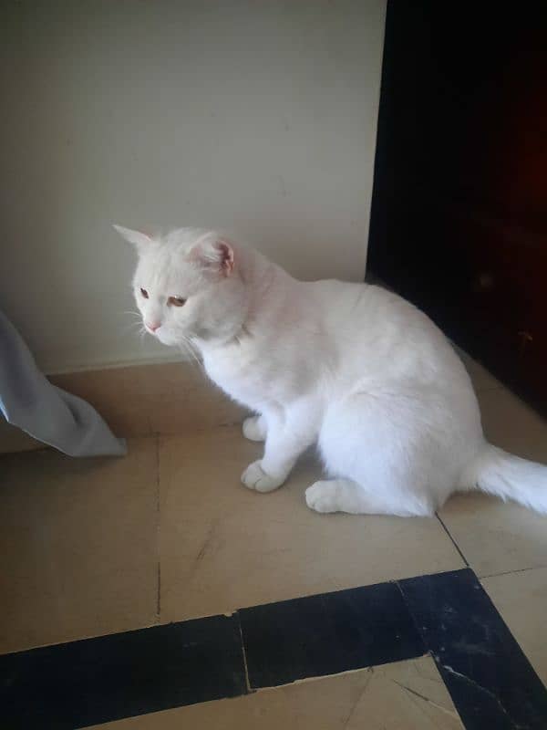 Beautiful white male cat for sale 3