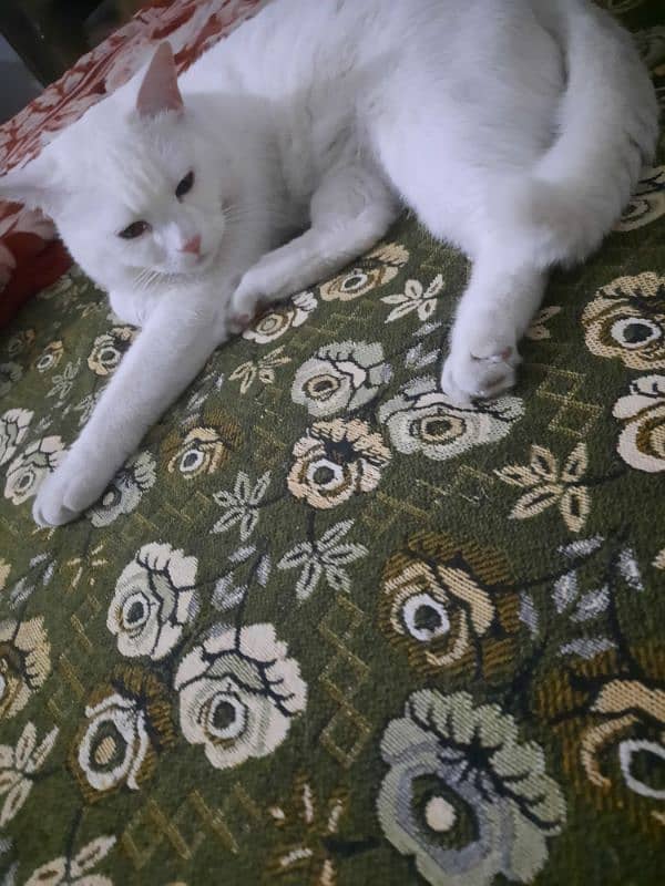 Beautiful white male cat for sale 4