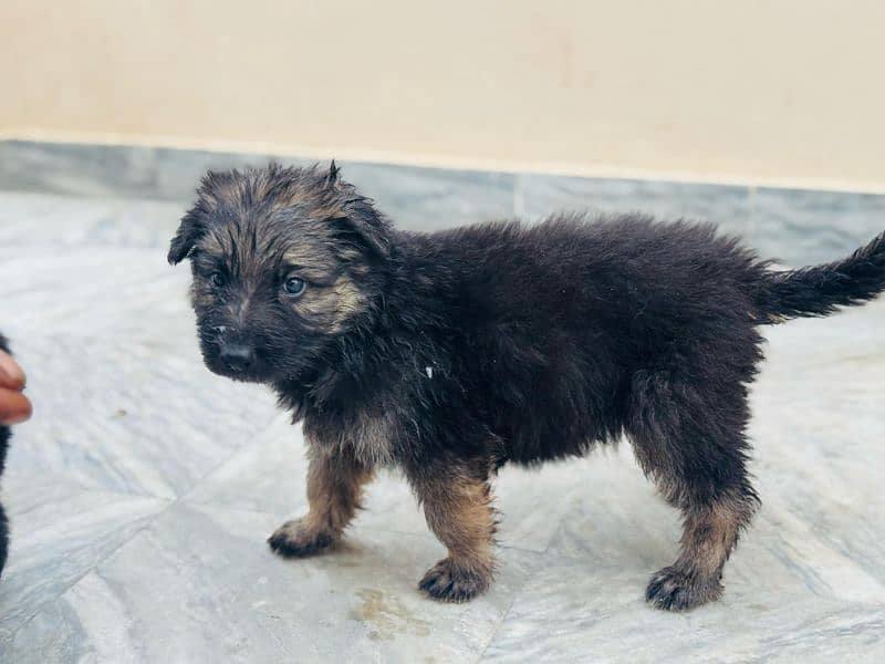 German shepherd puppy long coat what's app 03466881706 1