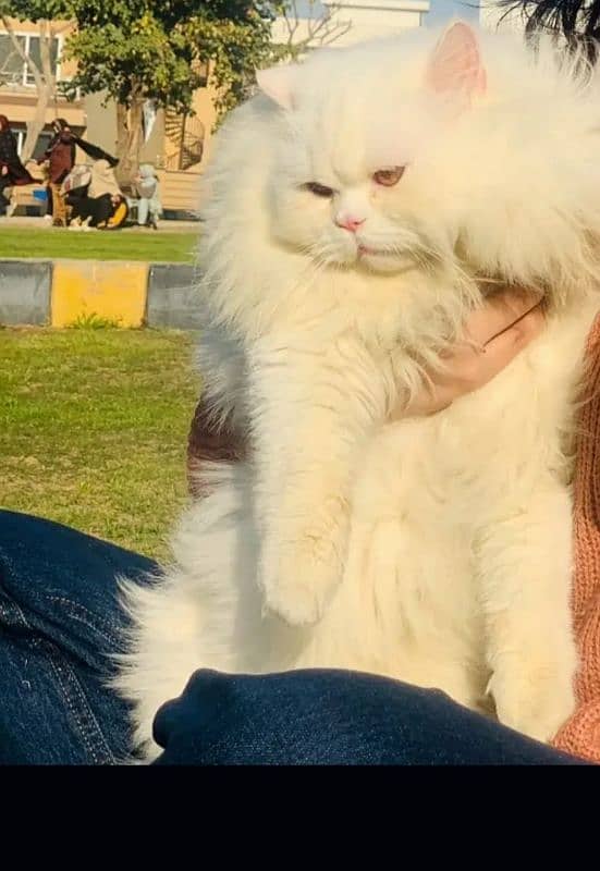 White Persian male stud for sale 1