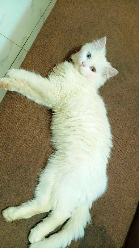 Pure Persian ODD Eye's Female Cat Available 0