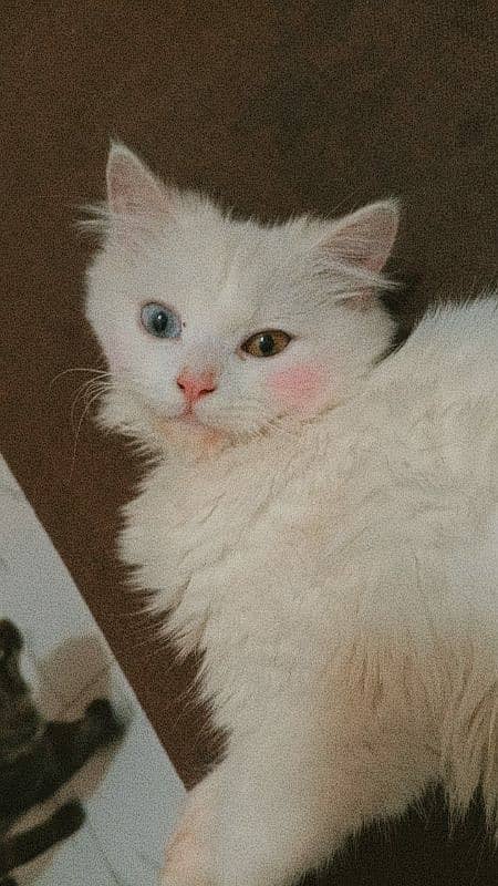 Pure Persian ODD Eye's Female Cat Available 1