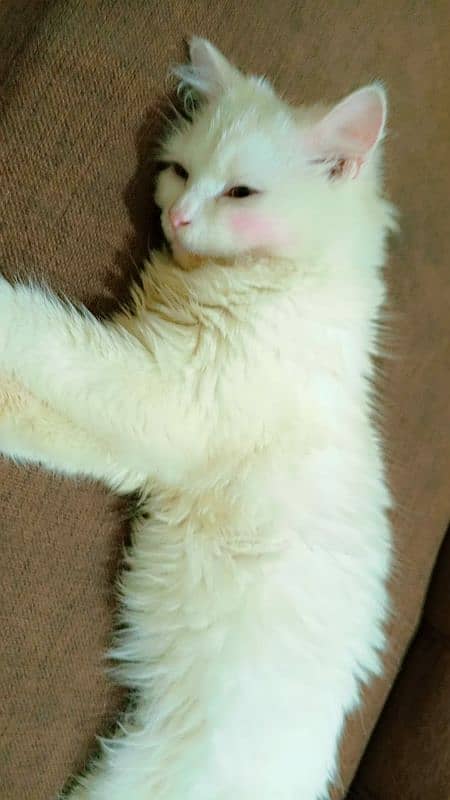 Pure Persian ODD Eye's Female Cat Available 2