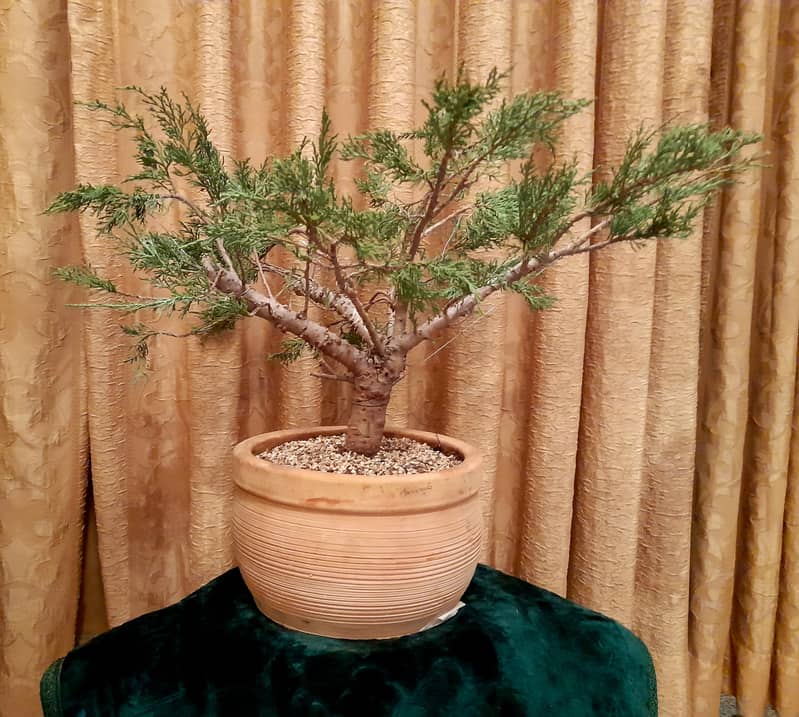 Bonsai Juniper 0