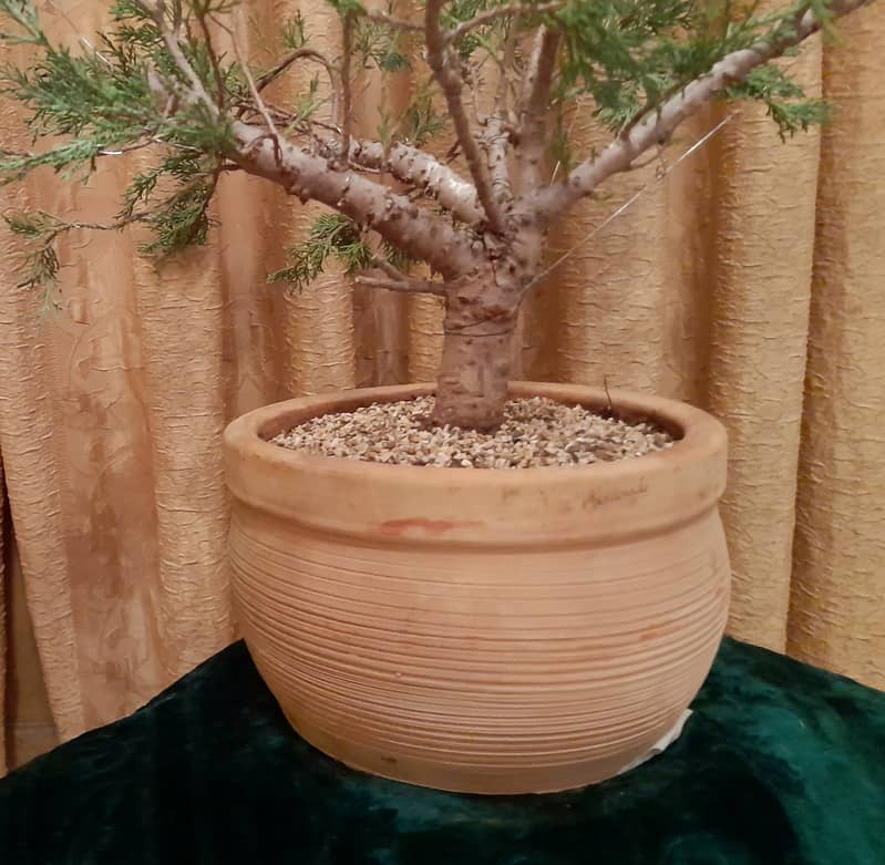 Bonsai Juniper 1