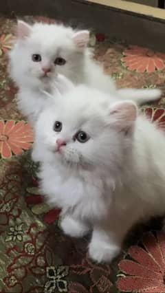 Persian kitten triple coated