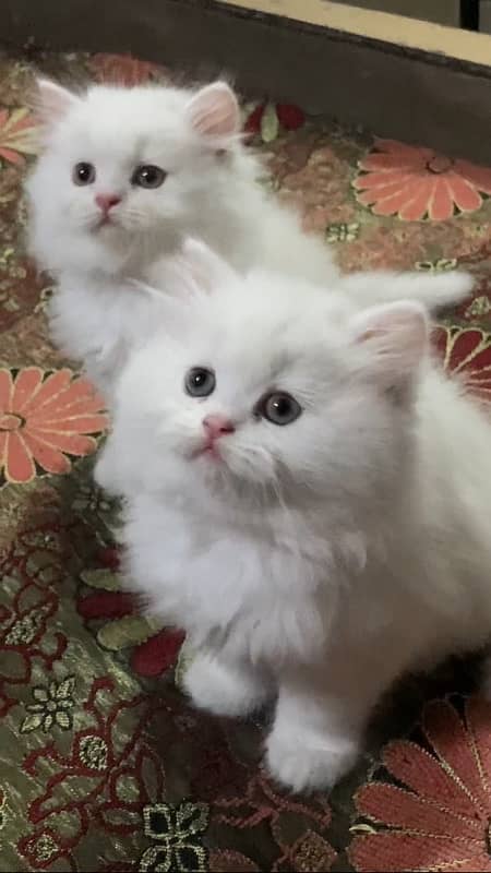 Persian kitten triple coated 1