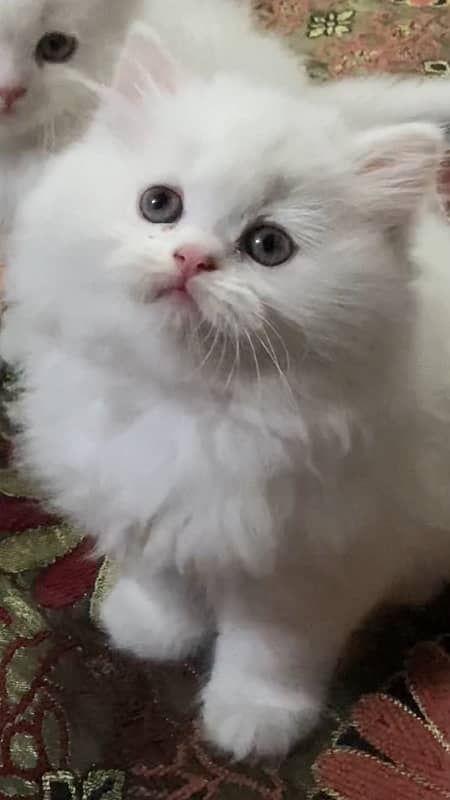 Persian kitten triple coated 2