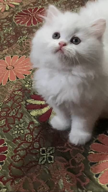 Persian kitten triple coated 3