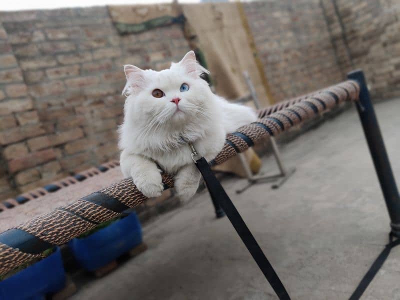 Persian  male cat 0