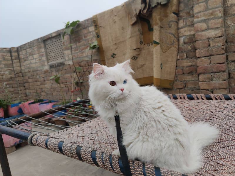 Persian  male cat 2