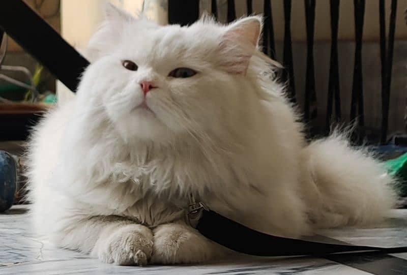 Persian  male cat 3