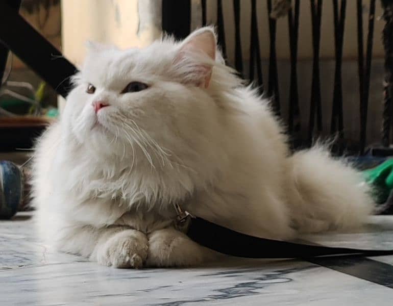 Persian  male cat 4