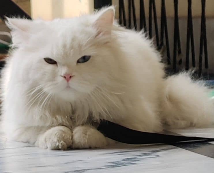 Persian  male cat 5