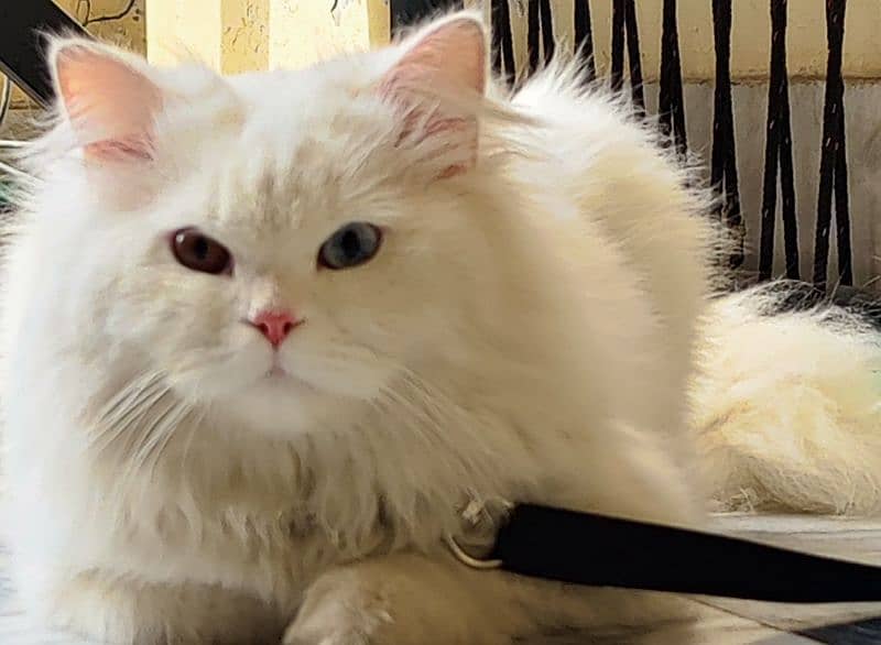 Persian  male cat 6