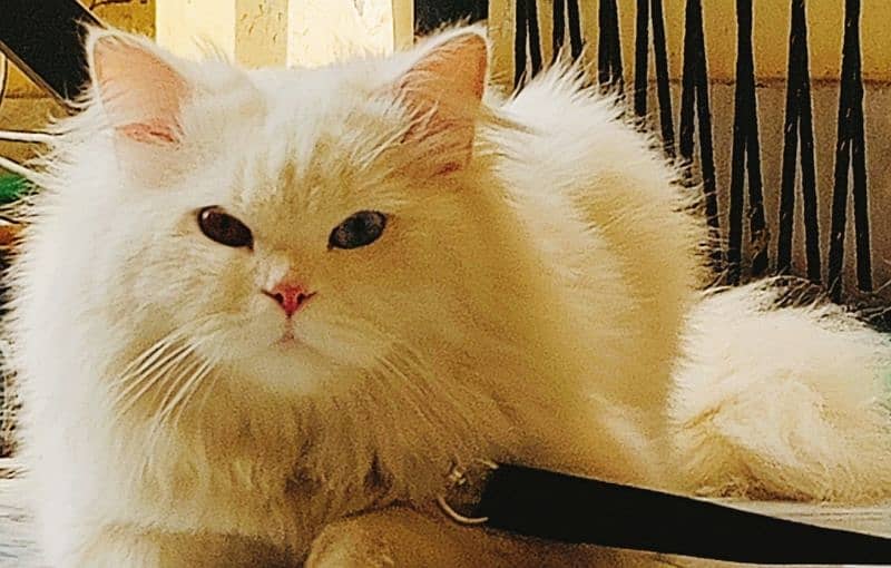 Persian  male cat 7