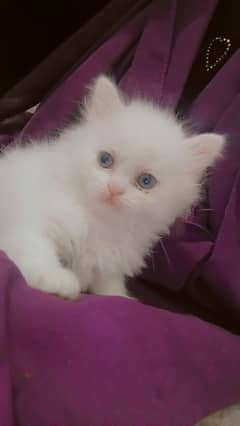 Persian punch face kitten. . for sale