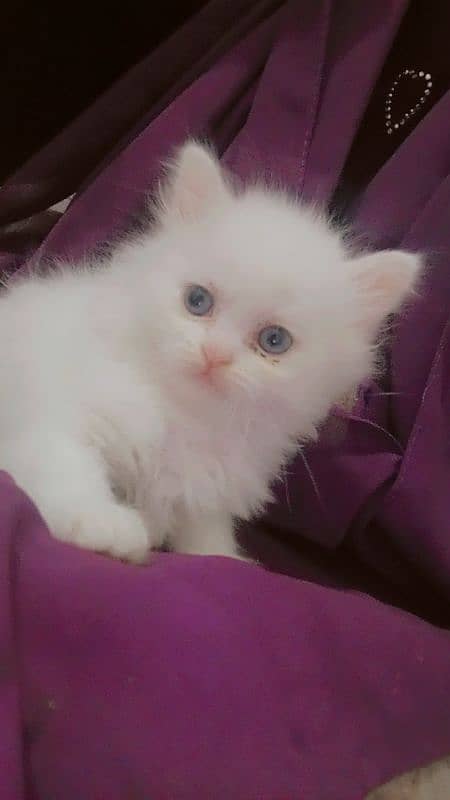 Persian punch face kitten. . for sale 0