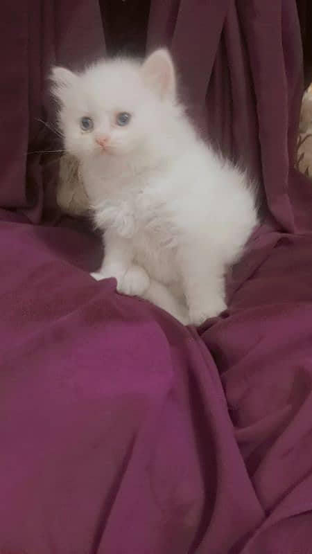 Persian punch face kitten. . for sale 1