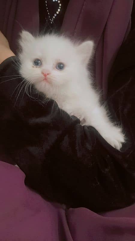 Persian punch face kitten. . for sale 2