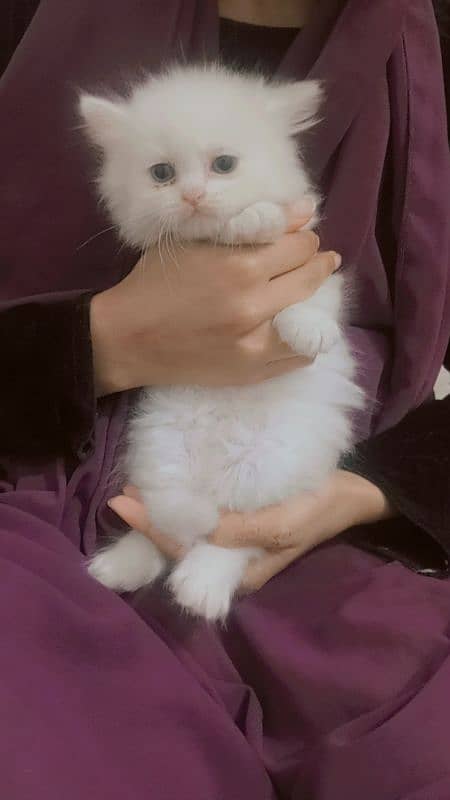 Persian punch face kitten. . for sale 3