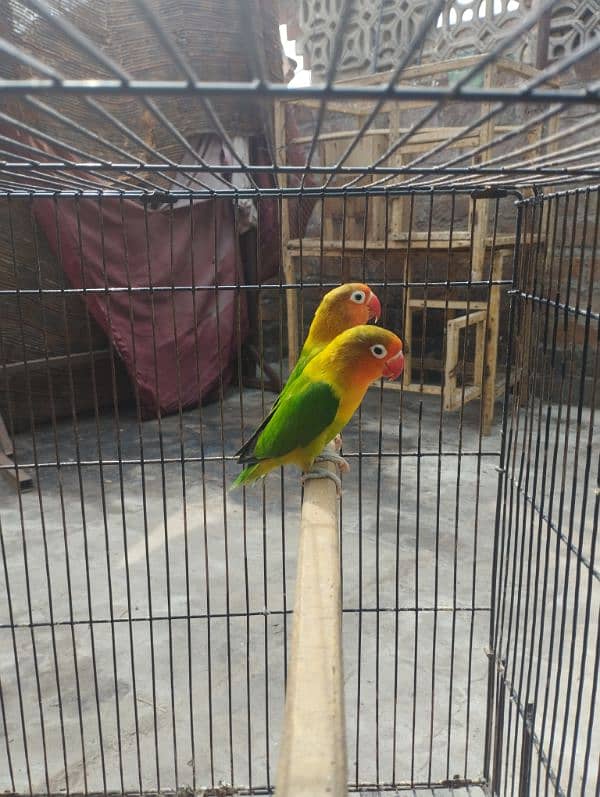 love birds/green fisher/parblue/blue2/cage/iron cage/pinjra 0