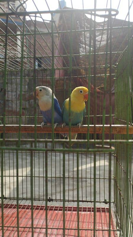 love birds/green fisher/parblue/blue2/cage/iron cage/pinjra 1