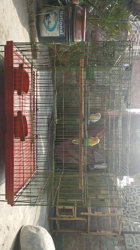 love birds/green fisher/parblue/blue2/cage/iron cage/pinjra 2