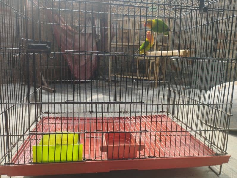 love birds/green fisher/parblue/blue2/cage/iron cage/pinjra 3