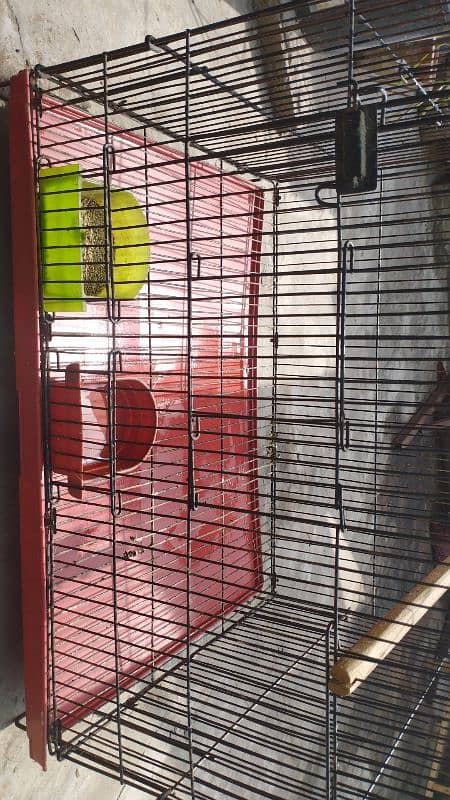 love birds/green fisher/parblue/blue2/cage/iron cage/pinjra 4