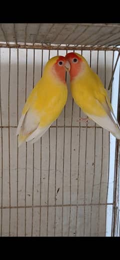 Lutino lovebird Breeder Pair