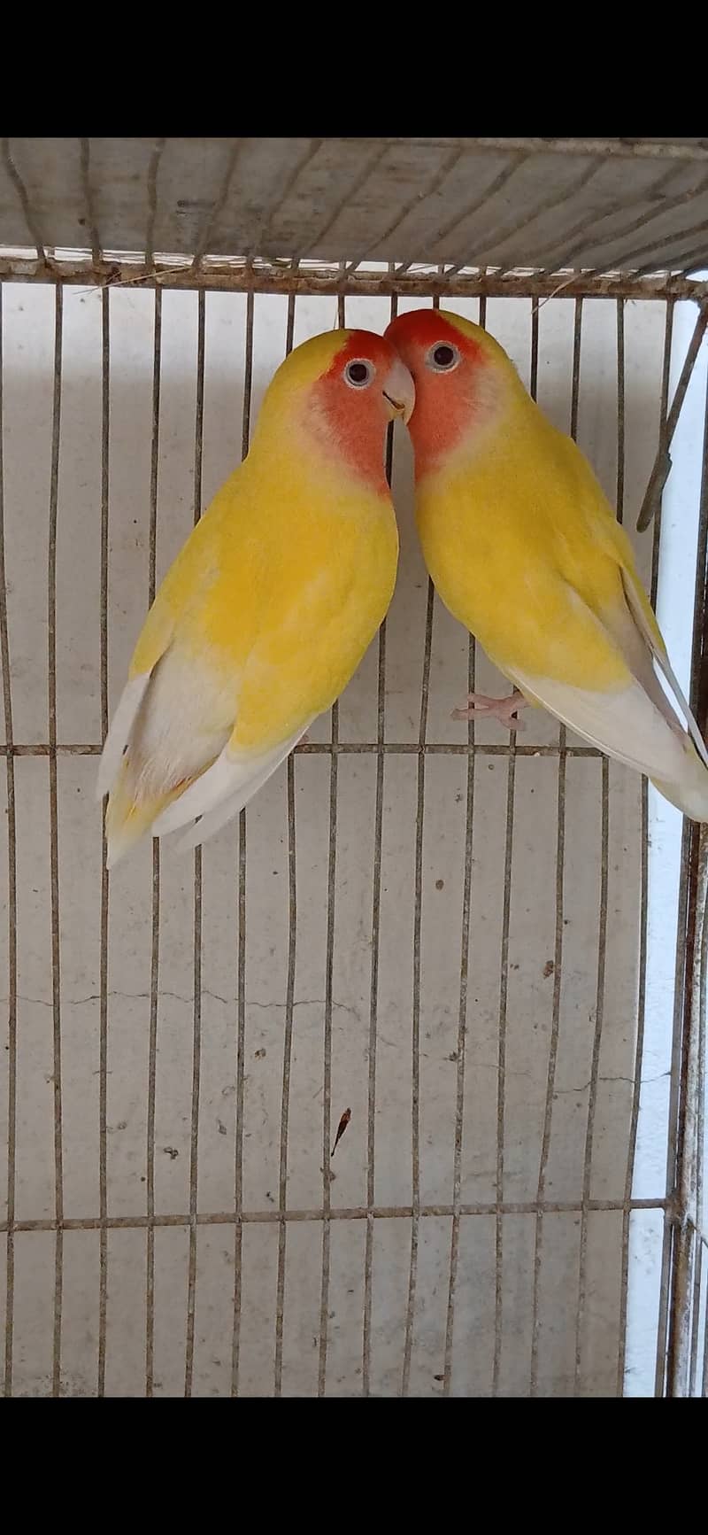 Lutino lovebird Breeder Pair 0