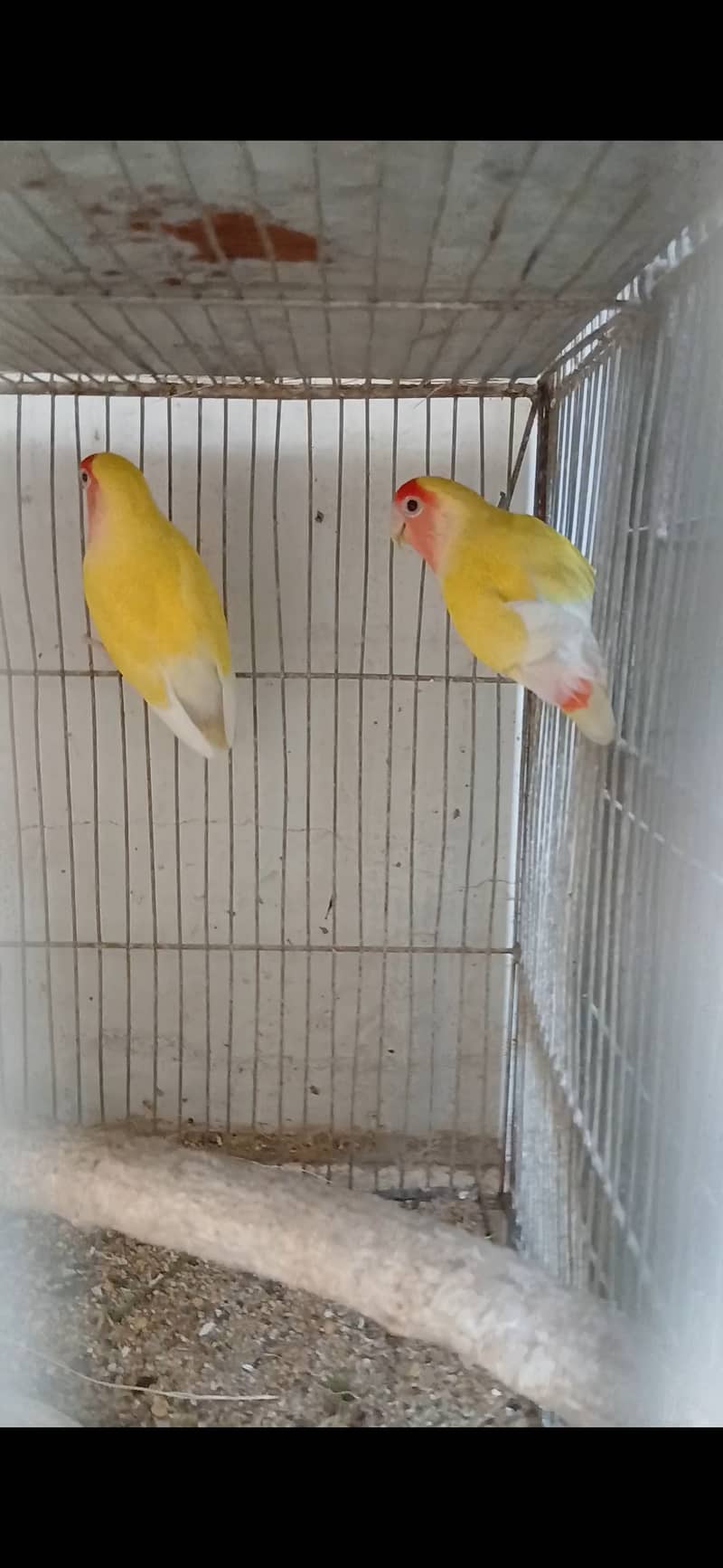 Lutino lovebird Breeder Pair 1