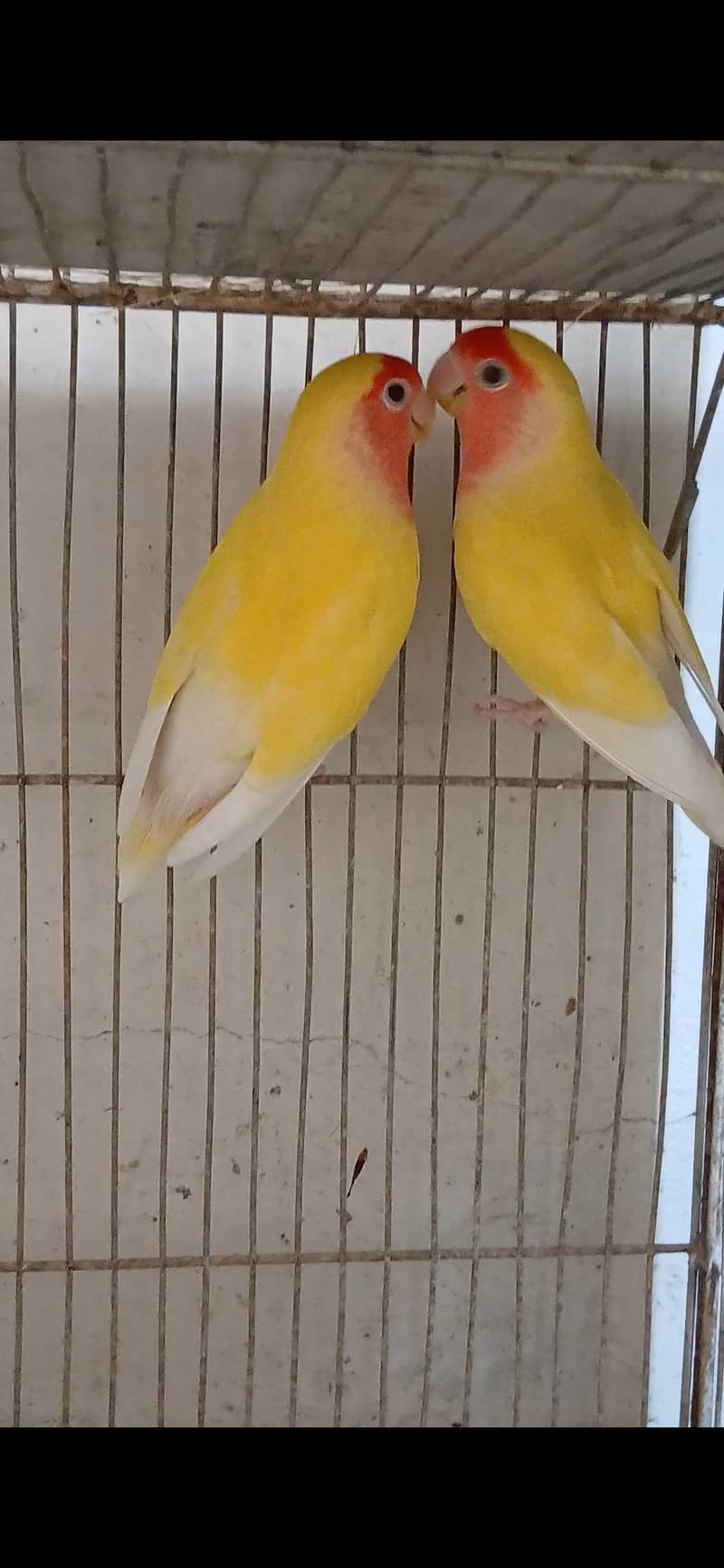 Lutino lovebird Breeder Pair 2