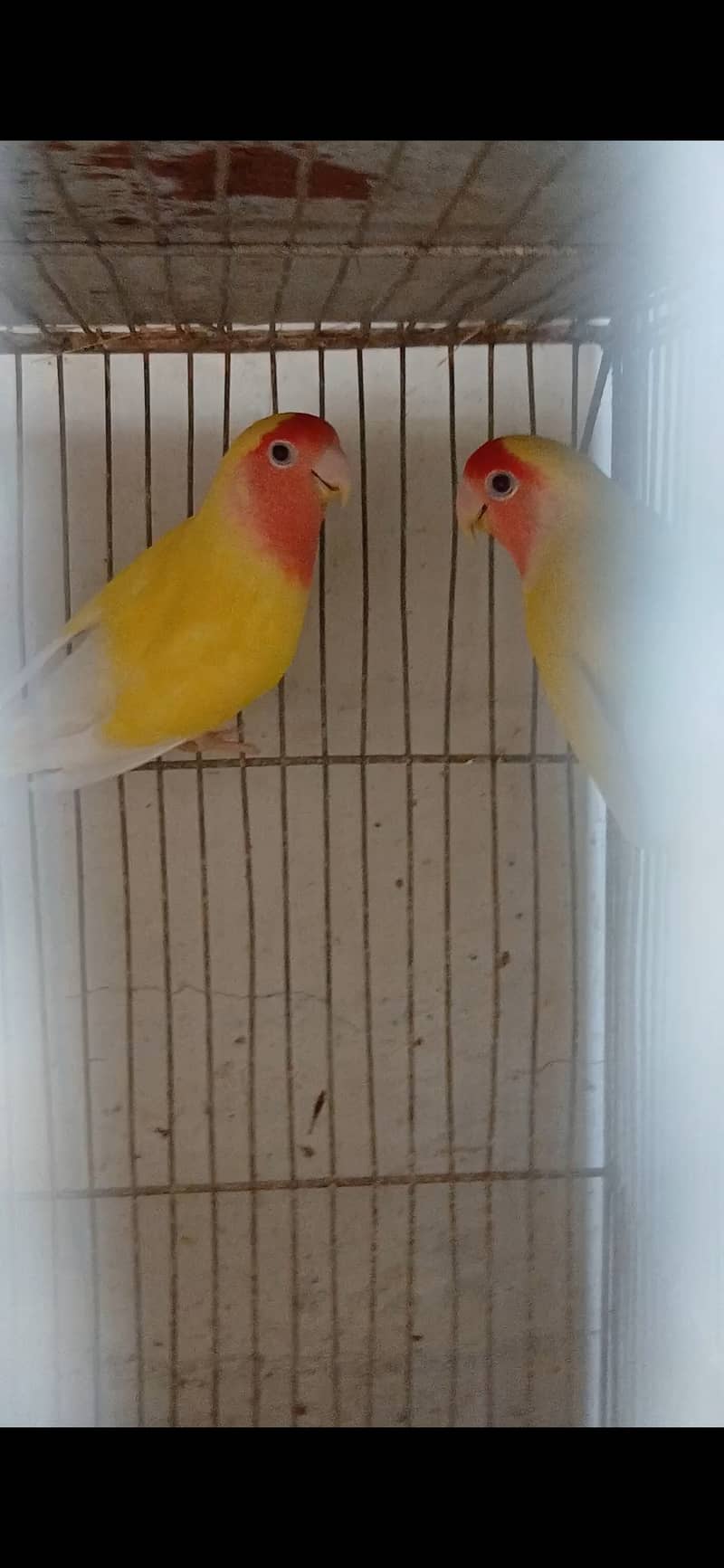 Lutino lovebird Breeder Pair 3