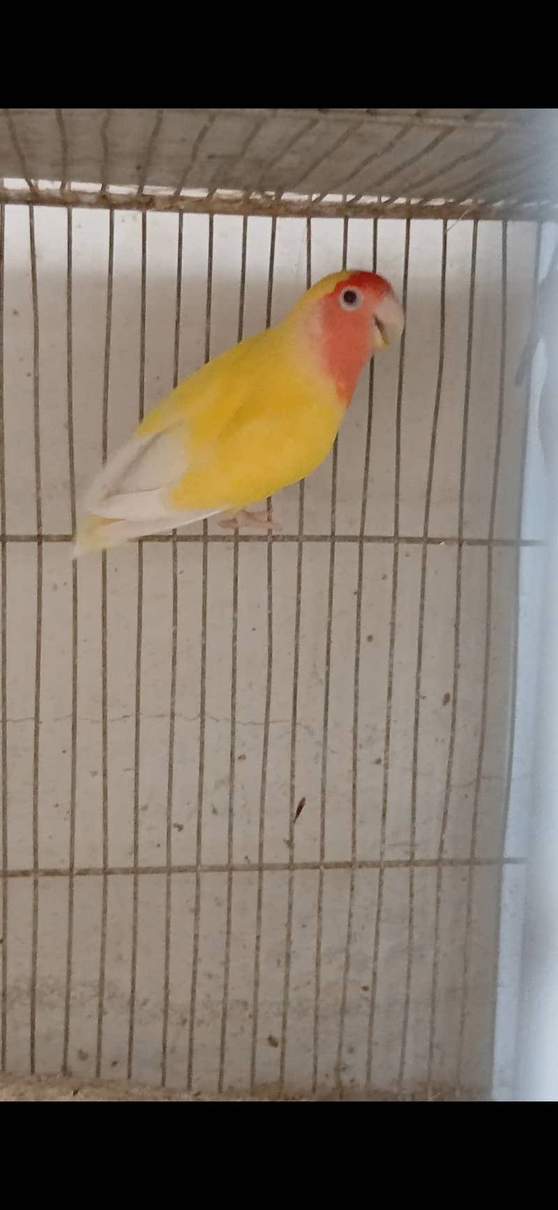 Lutino lovebird Breeder Pair 4