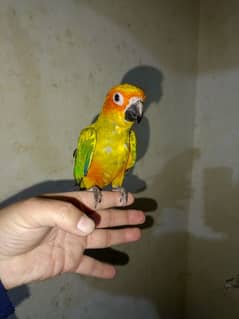 sun conure and red collar lorry