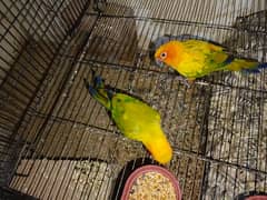 sun conure and red collar lorry