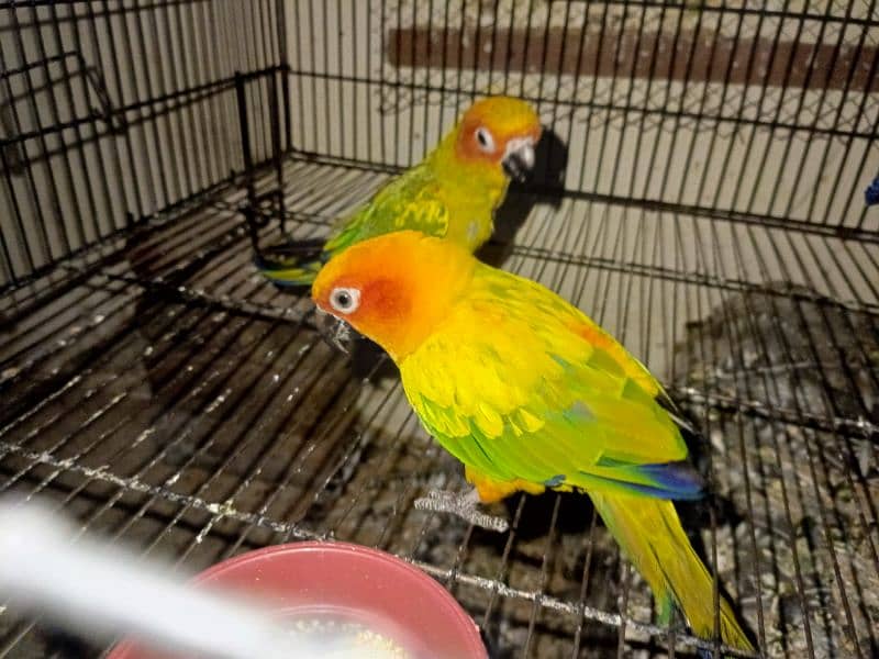 sun conure and red collar lorry 3