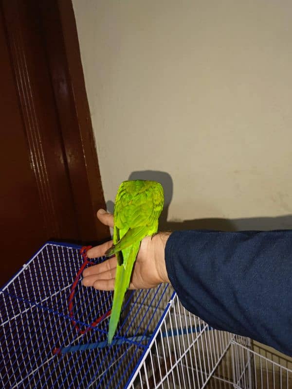 sun conure and red collar lorry 5