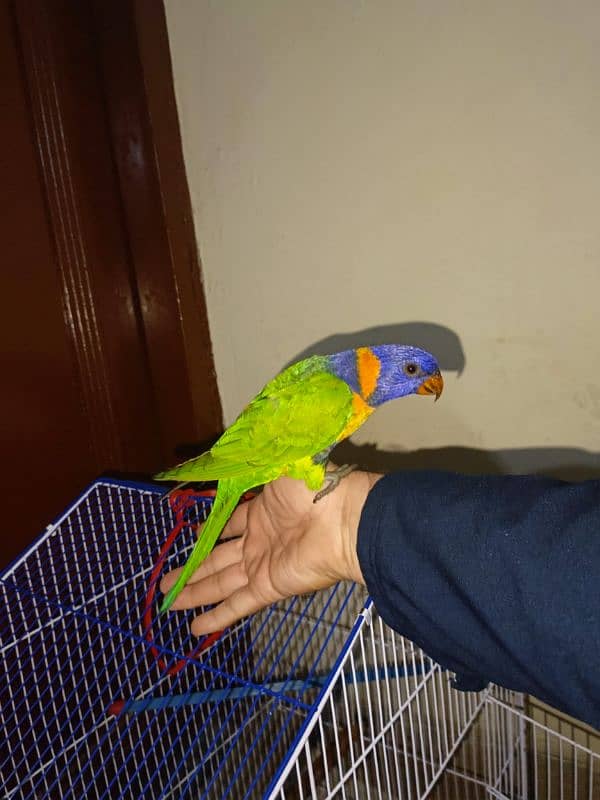 sun conure and red collar lorry 6