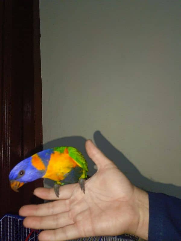 sun conure and red collar lorry 9