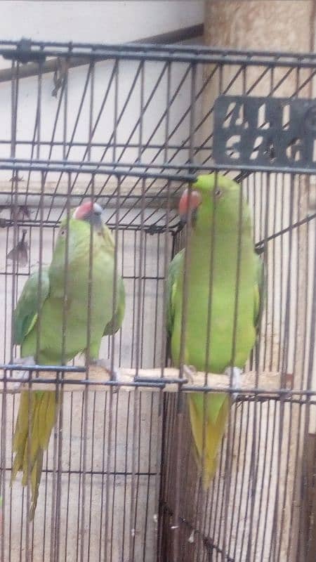 Beautiful green Pair  0303-4824087 0