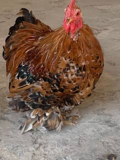 Egg Red porcelain bantam